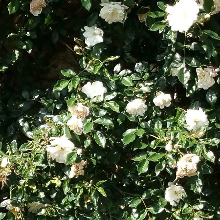 Le Petit Cochon D' Hotes 住宿加早餐酒店 Haims