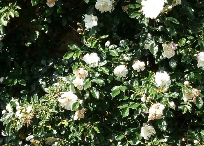 Le Petit Cochon D' Hotes Bed and breakfast Haims